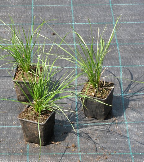 Deschampsia caespitosa 'Pálava'